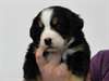 superbes chiots bouvier bernois dispo - photo 3