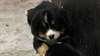 superbes chiots bouvier bernois dispo - photo 5