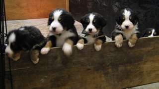 superbes chiots bouvier bernois dispo