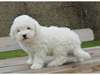 Jolie chiots de race caniche dispo - photo 2