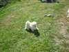 Jolie chiots de race caniche dispo - photo 3