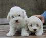 Jolie chiots de race caniche dispo - photo 4
