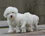 Jolie chiots de race caniche dispo - photo 5