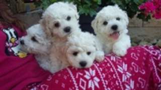 Jolie chiots de race caniche dispo