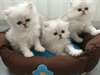 superbes chatons persan - photo 1