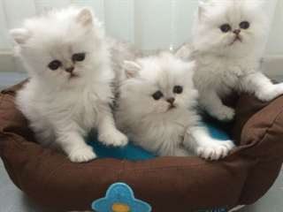 superbes chatons persan