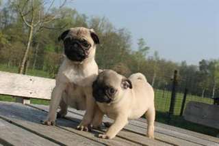 Chiots Carlin beige