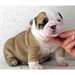 chiots bulldog anglais disponibile pour adoption - photo 1
