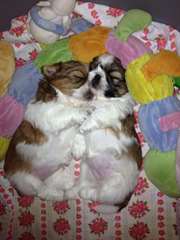 Superbes chiots shih tzu