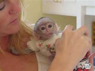 adorables bebes singes capucin a donner urgent!!