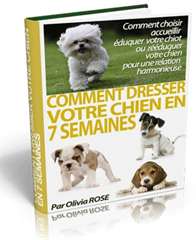Cours de dressage chiens