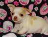 superbes chiots chihuahua - photo 2