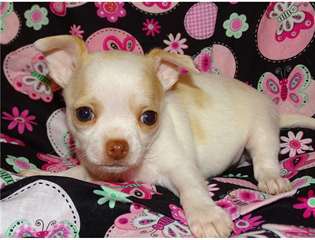 superbes chiots chihuahua