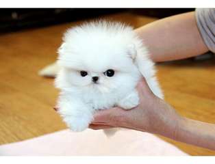 petit chiots type poméranien
