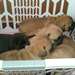 superbes chiots bouledogue francais dispo - photo 1