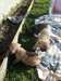 superbes chiots bouledogue francais dispo - photo 2