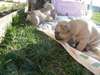 superbes chiots bouledogue francais dispo - photo 3