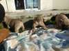 superbes chiots bouledogue francais dispo - photo 4
