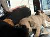 superbes chiots bouledogue francais dispo - photo 5