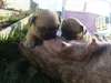 superbes chiots bouledogue francais dispo - photo 6