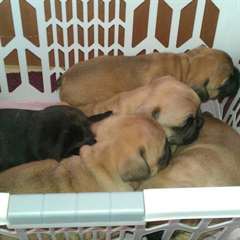 superbes chiots bouledogue francais dispo