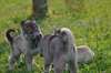 superbes chiots sibérians huskys - photo 2