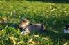 superbes chiots sibérians huskys - photo 3