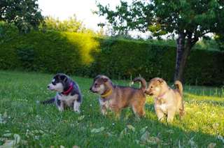 superbes chiots sibérians huskys