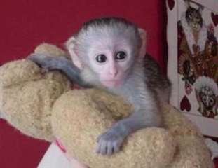 Magnifique b&#233;b&#233; singe capucin a offrir