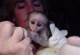 très jolie bébés singe capucin a donner