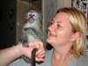 très jolie bébés singe capucin a donner - photo 1