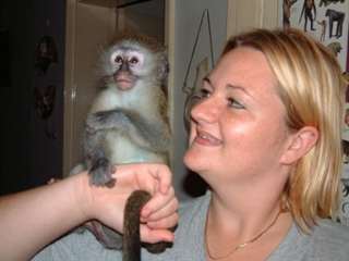 très jolie bébés singe capucin a donner