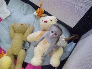 Agréable  bebes singes capucin a donner urgent!!