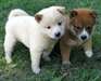 SUPERBES CHIOTS SHIBA-INU DISPONIBLE - photo 1