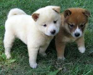 SUPERBES CHIOTS SHIBA-INU DISPONIBLE