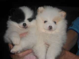 CHIOTS pomerenie