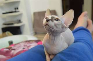 Chanton Sphynx Disponible