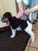 fox chiots terrier - photo 1