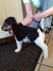 fox chiots terrier