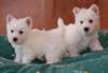 Adorable Akc Westie Puppies  Adorable Akc Westie - photo 1