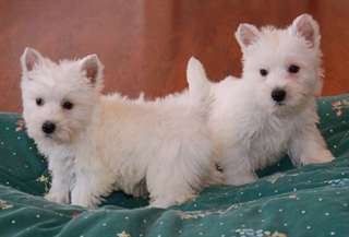 Adorable Akc Westie Puppies  Adorable Akc Westie