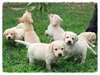 adorables chiots labrador retriever dispo - photo 1
