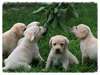 adorables chiots labrador retriever dispo - photo 2