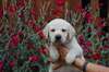 adorables chiots labrador retriever dispo - photo 3