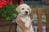 adorables chiots labrador retriever dispo - photo 4