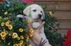 adorables chiots labrador retriever dispo - photo 5
