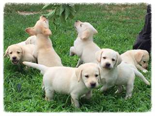 adorables chiots labrador retriever dispo