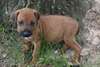 akc rhodesian ridgeback puppies - photo 1