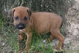 akc rhodesian ridgeback puppies
