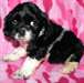 American Cocker Spaniel - photo 1